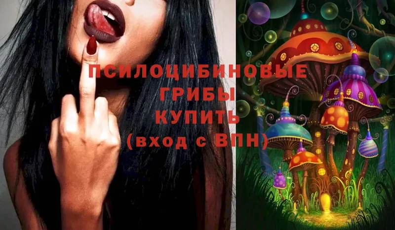 Псилоцибиновые грибы Psilocybe  Иннополис 